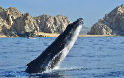 Cabo’s Majestic Marvels: A Symphony of Whales